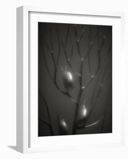 Branching Kelp-Henry Horenstein-Framed Photographic Print