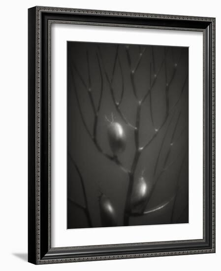 Branching Kelp-Henry Horenstein-Framed Photographic Print