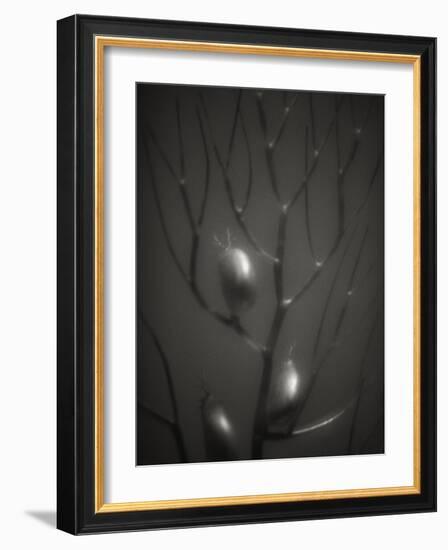 Branching Kelp-Henry Horenstein-Framed Photographic Print