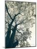 Branching Out I-Debra Van Swearingen-Mounted Photographic Print