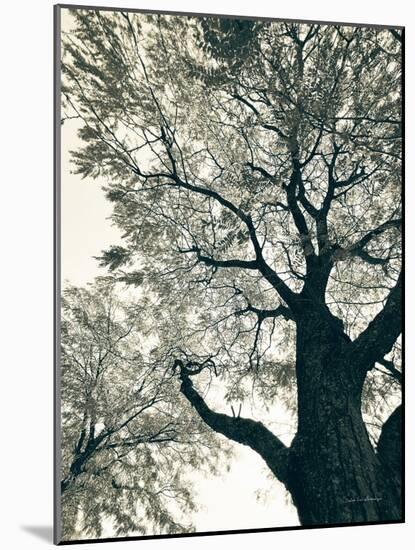 Branching Out II-Debra Van Swearingen-Mounted Photographic Print