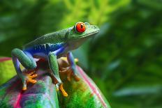 A Colorful Red-Eyed Tree Frog in its Tropical Setting.-Brandon Alms-Framed Photographic Print