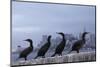 Brandt's Cormorant (Phalacrocorax Penicillatus) with the City of San Francisco in Background-Suzi Eszterhas-Mounted Photographic Print