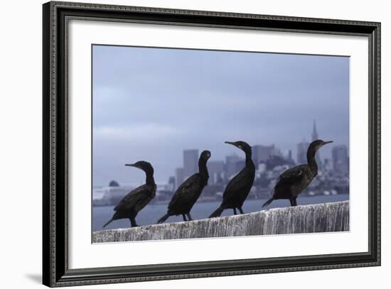 Brandt's Cormorant (Phalacrocorax Penicillatus) with the City of San Francisco in Background-Suzi Eszterhas-Framed Photographic Print