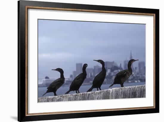 Brandt's Cormorant (Phalacrocorax Penicillatus) with the City of San Francisco in Background-Suzi Eszterhas-Framed Photographic Print