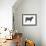 Brangus Bull, Beef Cattle, Mammals-Encyclopaedia Britannica-Framed Art Print displayed on a wall