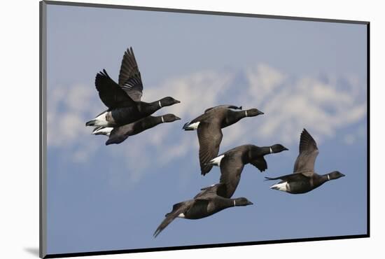 Brant geese flying-Ken Archer-Mounted Photographic Print