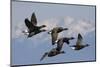 Brant geese flying-Ken Archer-Mounted Photographic Print