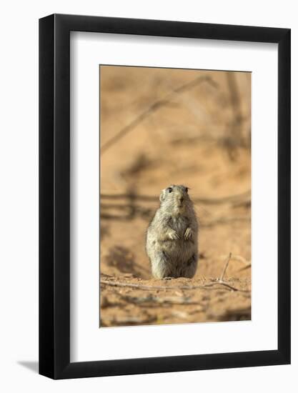 Brant's Whistling Rat (Parotomys Brantsii) in the Kalahari, Northern Cape, Africa-Ann & Steve Toon-Framed Photographic Print