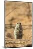 Brant's Whistling Rat (Parotomys Brantsii) in the Kalahari, Northern Cape, Africa-Ann & Steve Toon-Mounted Photographic Print