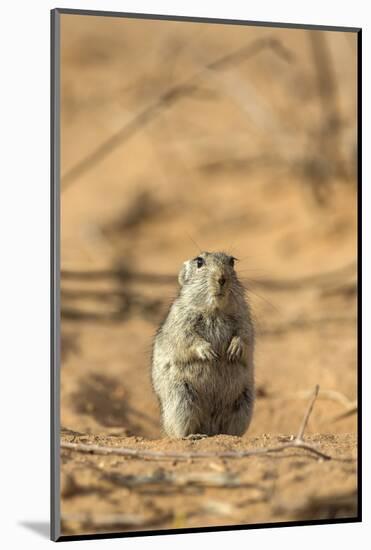 Brant's Whistling Rat (Parotomys Brantsii) in the Kalahari, Northern Cape, Africa-Ann & Steve Toon-Mounted Photographic Print