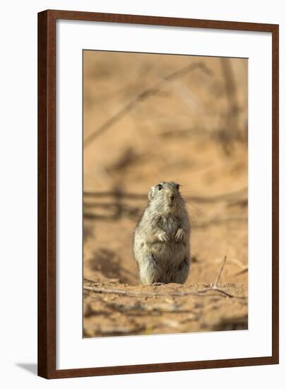 Brant's Whistling Rat (Parotomys Brantsii) in the Kalahari, Northern Cape, Africa-Ann & Steve Toon-Framed Photographic Print