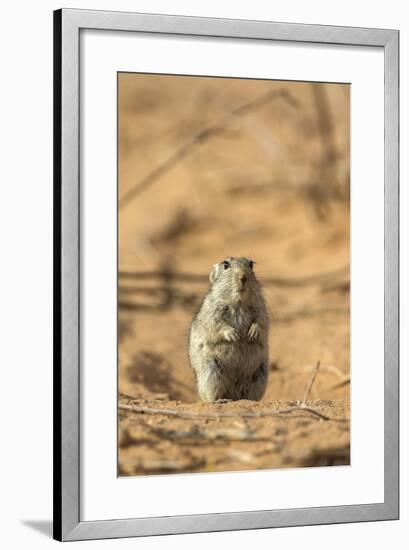 Brant's Whistling Rat (Parotomys Brantsii) in the Kalahari, Northern Cape, Africa-Ann & Steve Toon-Framed Photographic Print