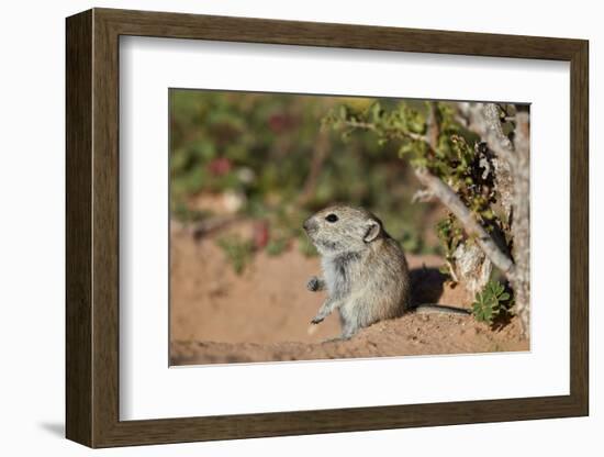 Brant's whistling rat (Parotomys brantsii), Kgalagadi Transfrontier Park, South Africa, Africa-James Hager-Framed Photographic Print