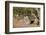 Brant's whistling rat (Parotomys brantsii), Kgalagadi Transfrontier Park, South Africa, Africa-James Hager-Framed Photographic Print