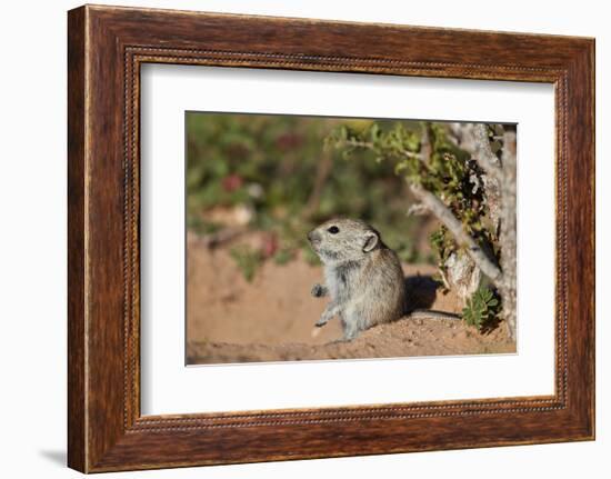 Brant's whistling rat (Parotomys brantsii), Kgalagadi Transfrontier Park, South Africa, Africa-James Hager-Framed Photographic Print