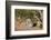 Brant's whistling rat (Parotomys brantsii), Kgalagadi Transfrontier Park, South Africa, Africa-James Hager-Framed Photographic Print