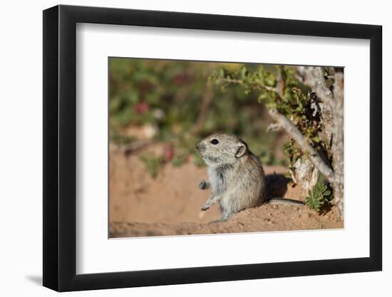 Brant's whistling rat (Parotomys brantsii), Kgalagadi Transfrontier Park, South Africa, Africa-James Hager-Framed Photographic Print