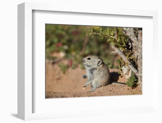 Brant's whistling rat (Parotomys brantsii), Kgalagadi Transfrontier Park, South Africa, Africa-James Hager-Framed Photographic Print