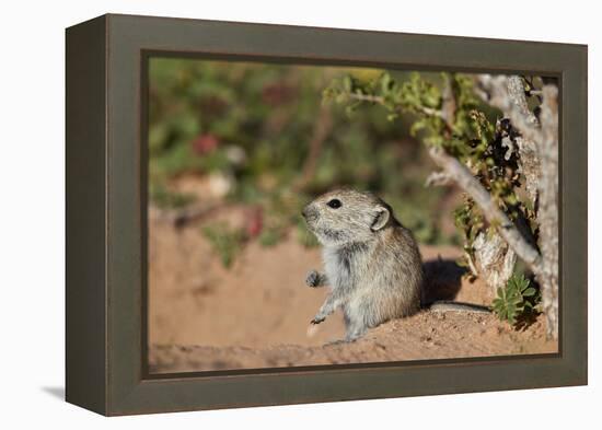 Brant's whistling rat (Parotomys brantsii), Kgalagadi Transfrontier Park, South Africa, Africa-James Hager-Framed Premier Image Canvas