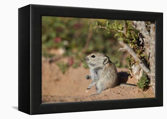 Brant's whistling rat (Parotomys brantsii), Kgalagadi Transfrontier Park, South Africa, Africa-James Hager-Framed Premier Image Canvas