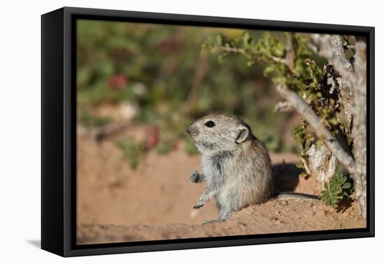 Brant's whistling rat (Parotomys brantsii), Kgalagadi Transfrontier Park, South Africa, Africa-James Hager-Framed Premier Image Canvas