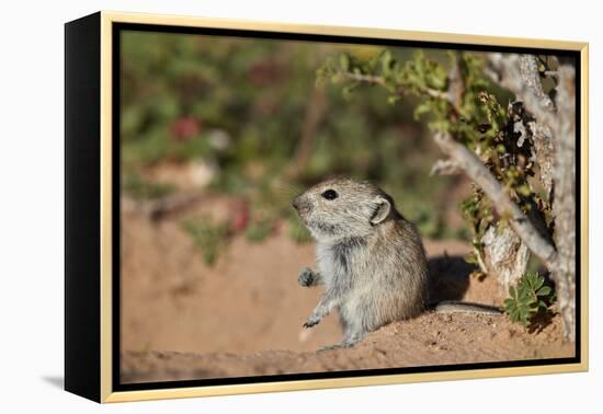 Brant's whistling rat (Parotomys brantsii), Kgalagadi Transfrontier Park, South Africa, Africa-James Hager-Framed Premier Image Canvas