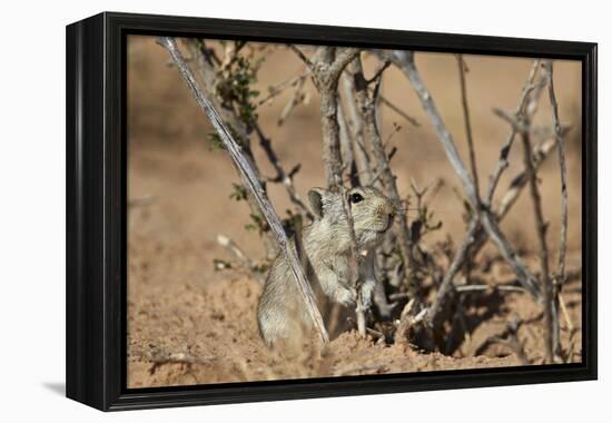 Brant's Whistling Rat (Parotomys Brantsii)-James Hager-Framed Premier Image Canvas