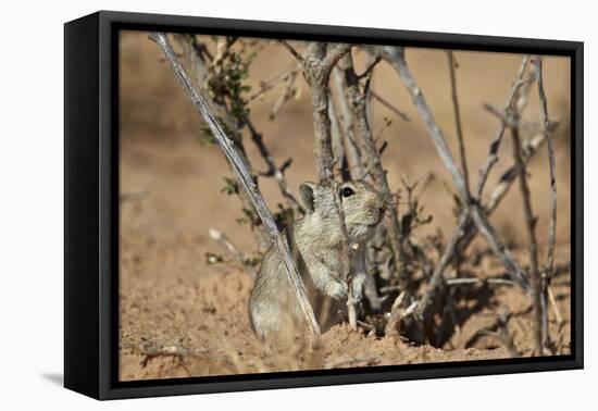 Brant's Whistling Rat (Parotomys Brantsii)-James Hager-Framed Premier Image Canvas