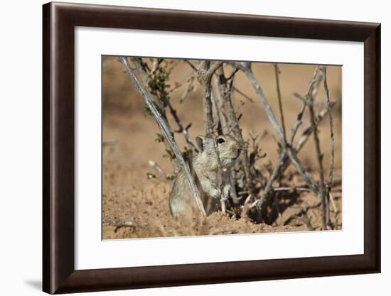 Brant's Whistling Rat (Parotomys Brantsii)-James Hager-Framed Photographic Print