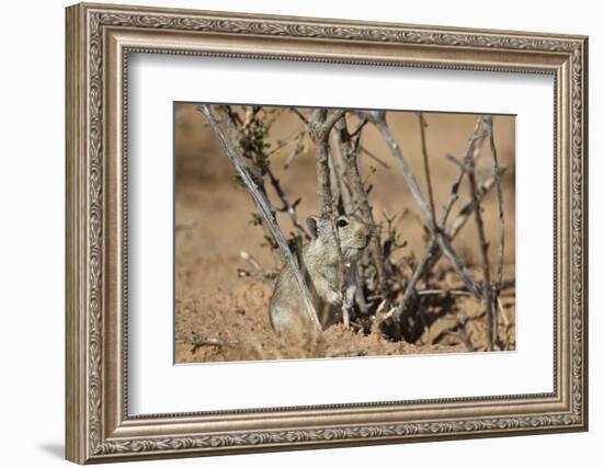 Brant's Whistling Rat (Parotomys Brantsii)-James Hager-Framed Photographic Print