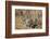 Brant's Whistling Rat (Parotomys Brantsii)-James Hager-Framed Photographic Print