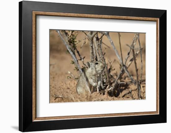 Brant's Whistling Rat (Parotomys Brantsii)-James Hager-Framed Photographic Print