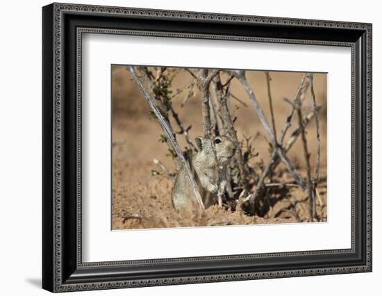 Brant's Whistling Rat (Parotomys Brantsii)-James Hager-Framed Photographic Print