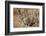 Brant's Whistling Rat (Parotomys Brantsii)-James Hager-Framed Photographic Print