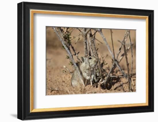 Brant's Whistling Rat (Parotomys Brantsii)-James Hager-Framed Photographic Print