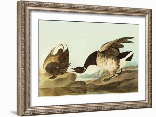 Brant-John James Audubon-Framed Art Print