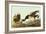 Brant-John James Audubon-Framed Art Print