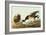 Brant-John James Audubon-Framed Art Print