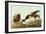 Brant-John James Audubon-Framed Art Print
