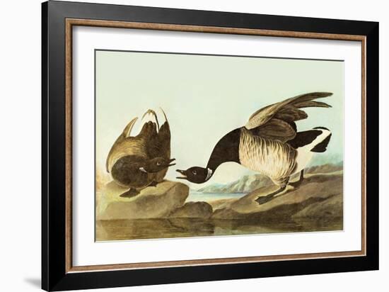 Brant-John James Audubon-Framed Art Print