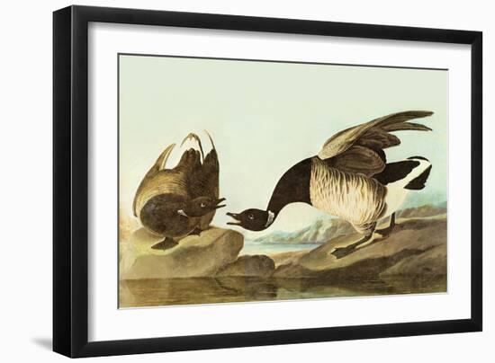 Brant-John James Audubon-Framed Art Print