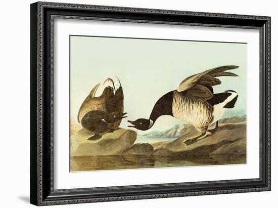 Brant-John James Audubon-Framed Art Print