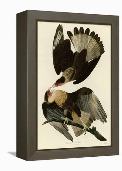 Brasilian Caracara Eagle-null-Framed Premier Image Canvas