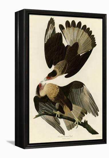 Brasilian Caracara Eagle-null-Framed Premier Image Canvas