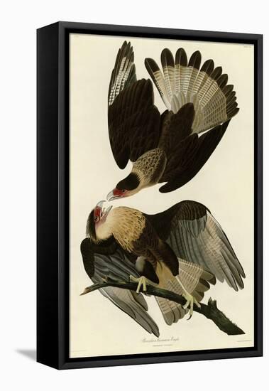 Brasilian Caracara Eagle-null-Framed Premier Image Canvas