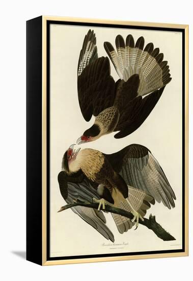 Brasilian Caracara Eagle-null-Framed Premier Image Canvas