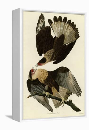 Brasilian Caracara Eagle-null-Framed Premier Image Canvas