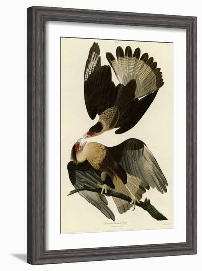 Brasilian Caracara Eagle-null-Framed Giclee Print