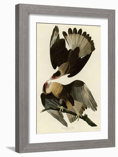 Brasilian Caracara Eagle-null-Framed Giclee Print